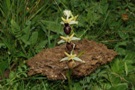 Ophrys x arachnitiformis